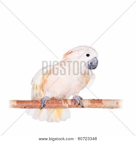 The salmon-crested cockatoo on white