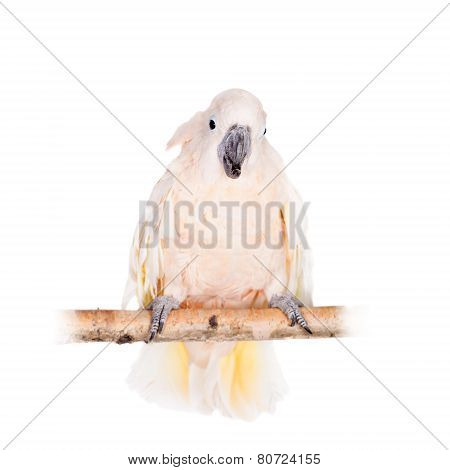 The salmon-crested cockatoo on white