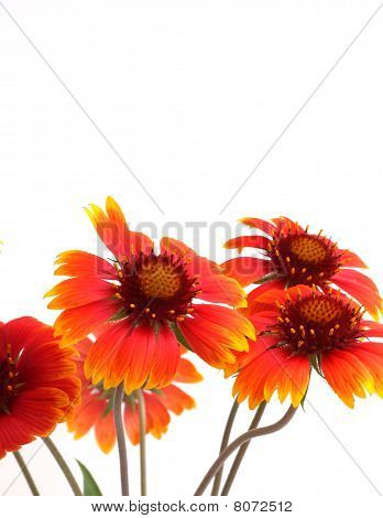 Flores escarlatas