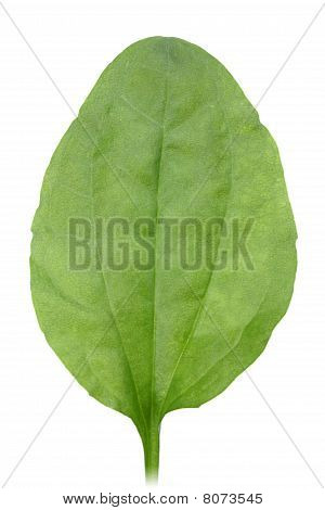 สีเขียวใบหนึ่ง