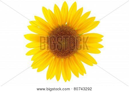 Sunflower Isolated On White Background