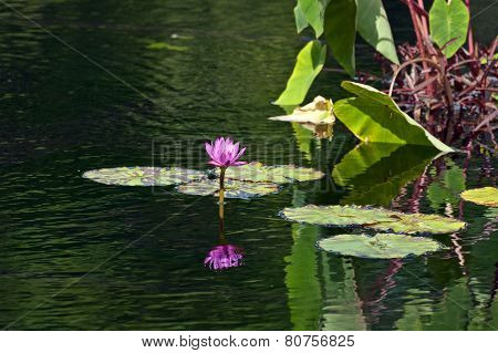 Nymphaea Nouchali