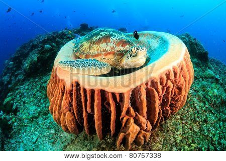 Sea turtle resting in a sponge