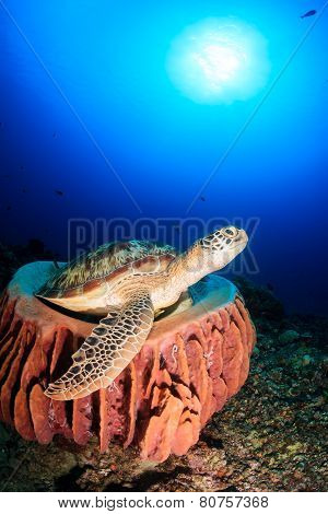 Turtle Resting On A Soft Sponge