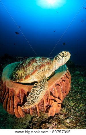 Turtle In A Sponge