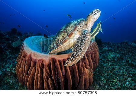 Green Sea Turtle With Remora Swims Out From A Barrel Sponge In The Ocean