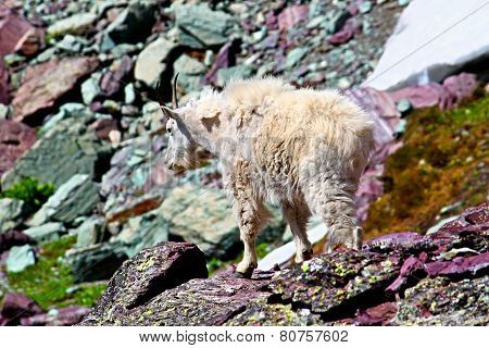 Mountain Goat Glacier National Park