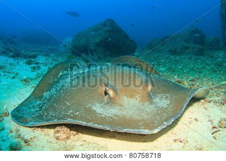 Stingray (Pink Whipray)