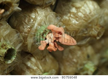 Pink Oyster Mushroom (pleurotus Djamor) On Spawn Bags