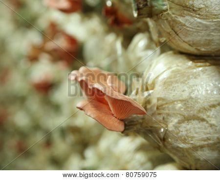 Pink Oyster Mushroom (pleurotus Djamor) On Spawn Bags