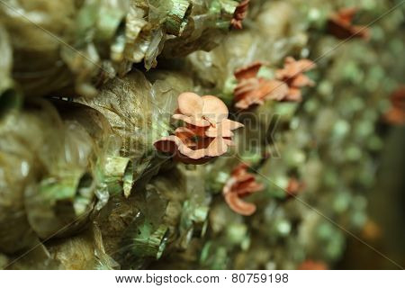Pink Oyster Mushroom (pleurotus Djamor) On Spawn Bags