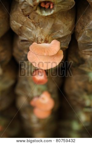 Pink Oyster Mushroom (pleurotus Djamor) On Spawn Bags