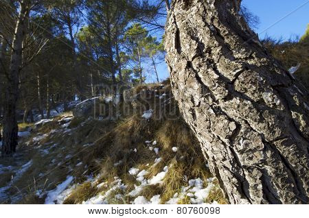 Pine Forest in Borja, Zaragoza Province, Aragon, Spain.