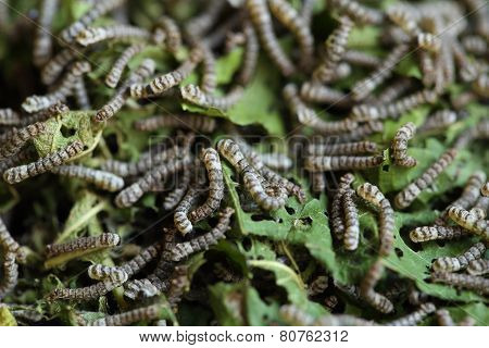 Silkworms With Mulberry Leaves