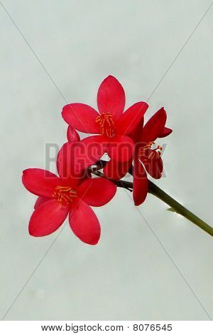 Flores