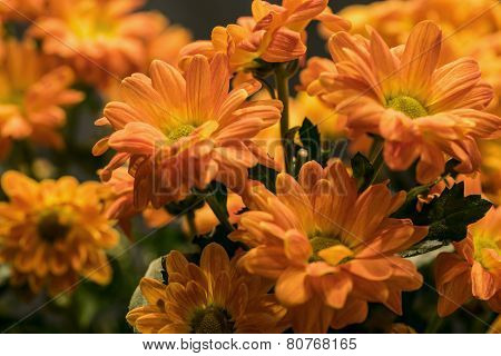 Daisy Flowers Bouquet Chrysanthemum