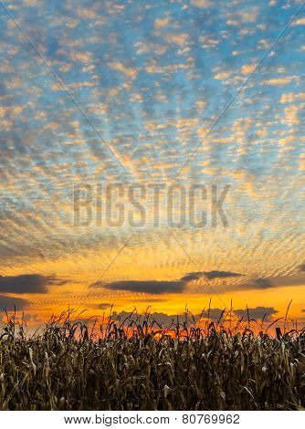 Harvest Sunset
