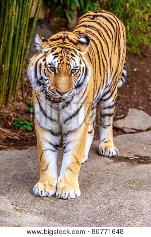 Amur Tiger