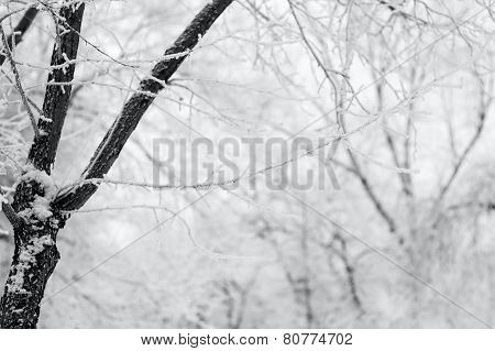 Beautiful winter tree branches under snow in forest