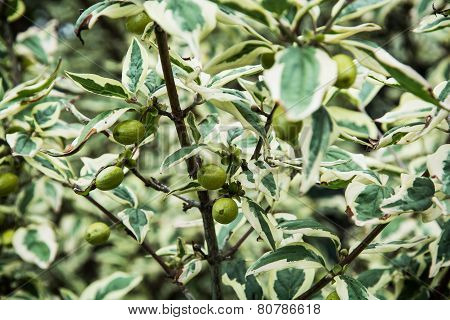 Cornus Mas Plant
