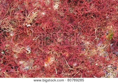 Red Algae On Sand Closeup