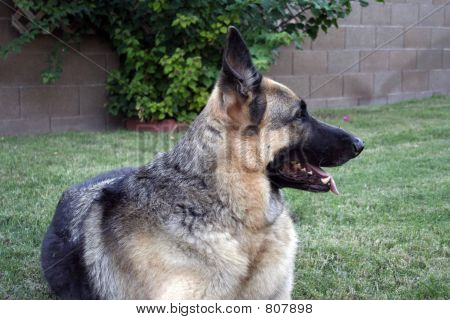 deutscher shepard