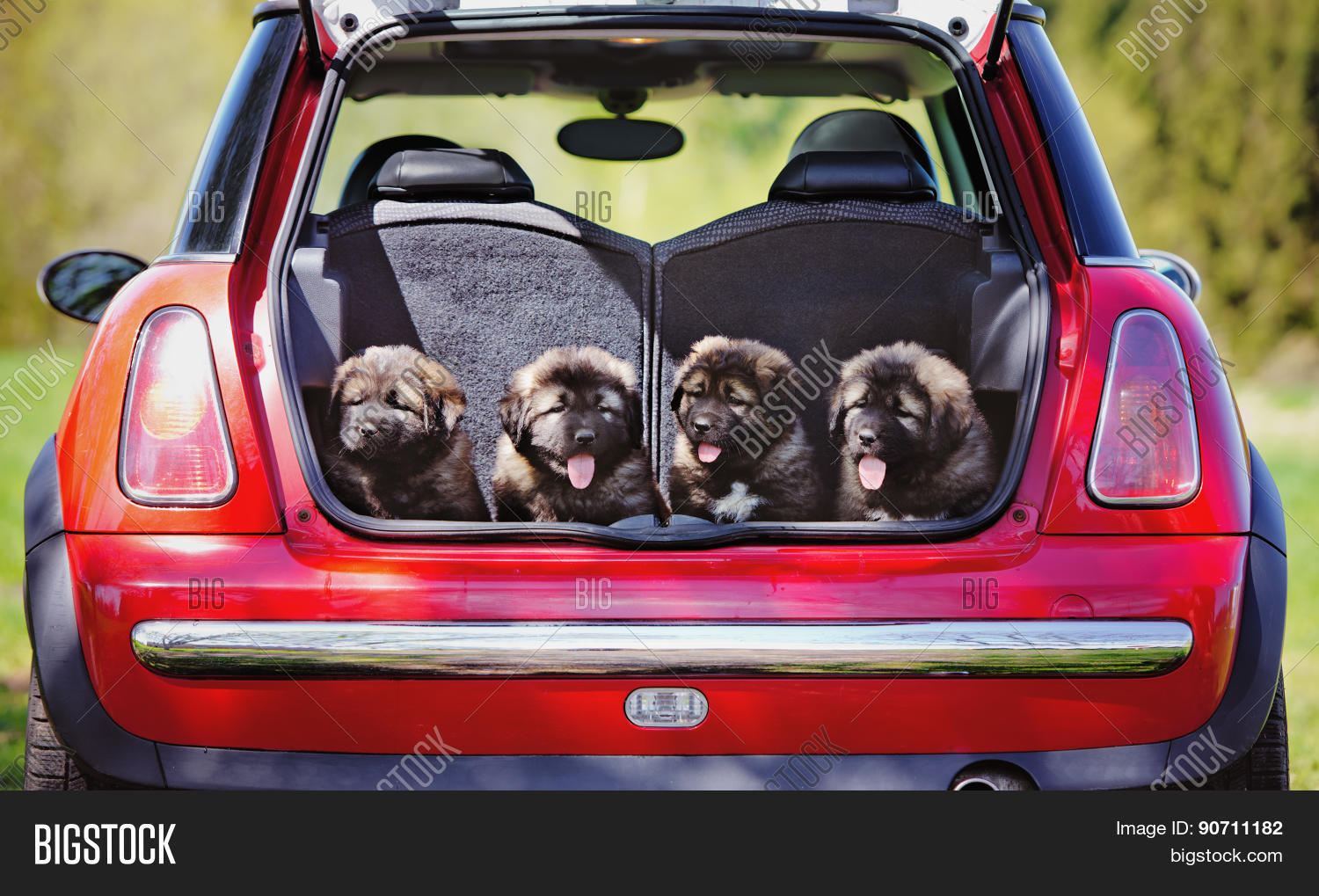 Group Puppies Car Image & Photo (Free Trial) Bigstock