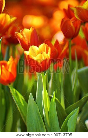 Orange tulip in sunlight