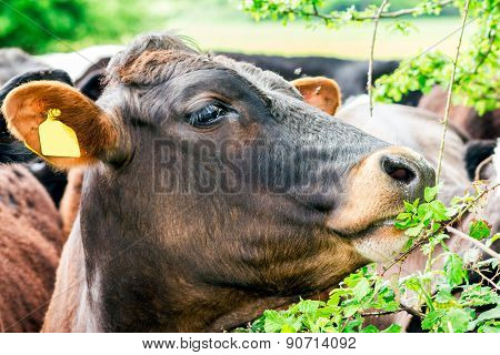 Young Bull, Cow Eat Raspberries Leaves, Clouseup