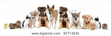 Set Pets