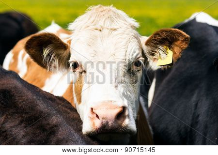 Young Bull, Cow Watch On You Clouseup