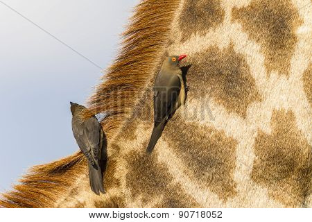 Giraffe Birds Relationship Nature