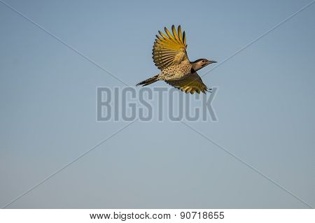 Northern Flicker