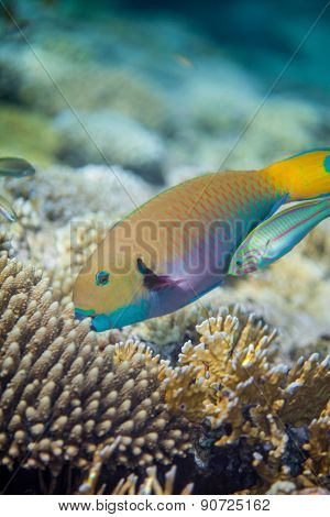 Big yellow scarus fish