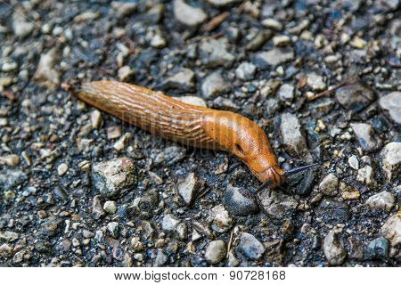 Slug.