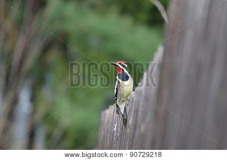 wood pecker