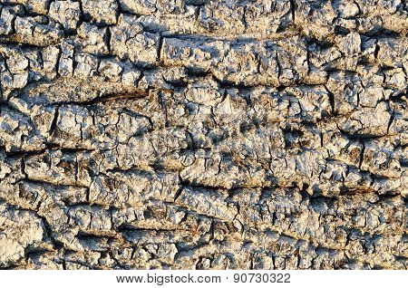 The Texture Of Rough, Old, Dry Alder Bark