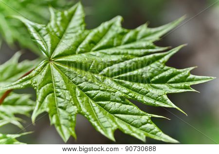 Young Maple Leaf In The Forest Close-up