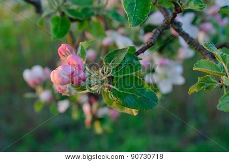 Young Apple-tree Flowers In The Spring Garden