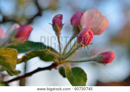 Young Apple-tree Flowers In The Spring Garden