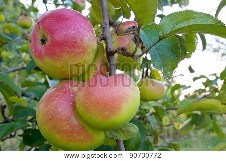 Ripe Apples Grow On Trees In The Garden