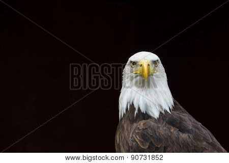 Bald Eagle Isolated
