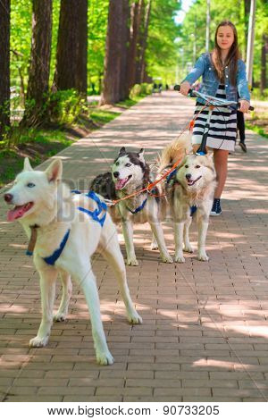  girl riding scooter in team of two sled dogs in summer park, focus on two dogs