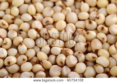 Jowar (Sorghum) arrange as background, Close up.