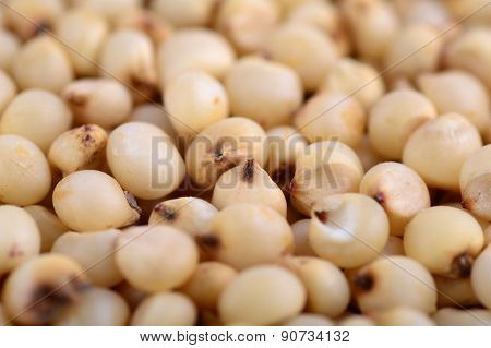 Jowar (Sorghum) arrange as background, Close up.