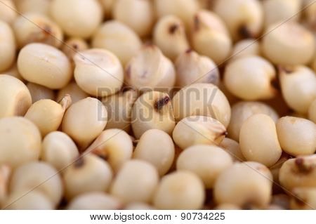 Jowar (Sorghum) arrange as background, Close up.