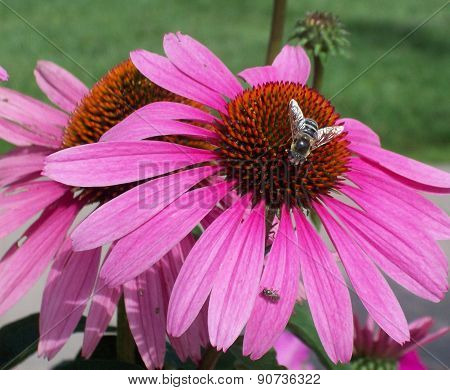 Bee On Purple Coneflower