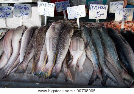 Ocean Fish