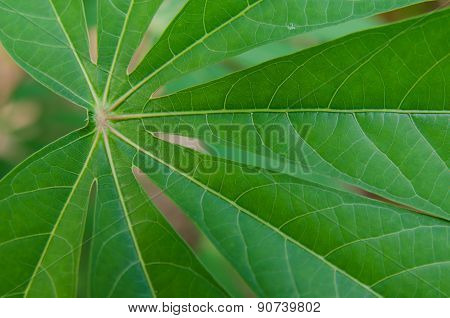 Closeup Of Green Leaves
