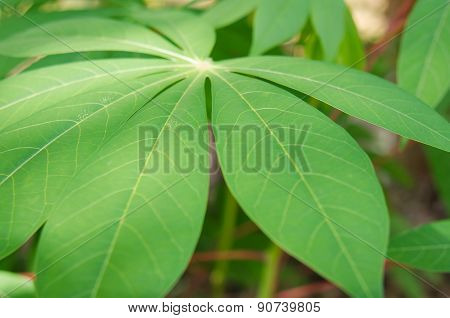 Closeup Of Green Leaves